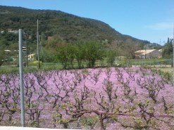 Lazarata vineyard in Spring